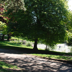 Blakers Park in summer