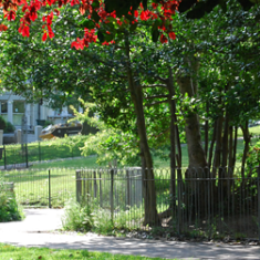 Blakers Park in summer